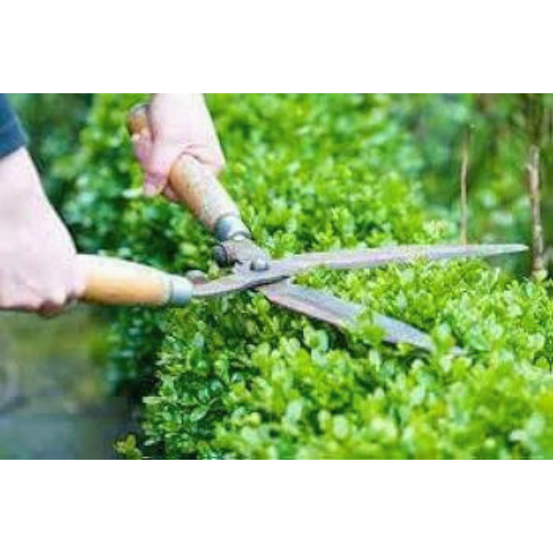 Wooden Handle Gardening Scissors | Hedge Pruning Shears for Lawns and Gardens | Plant Stem Cutting Scissors | Shrub Trimmers - Iron Material (Medium)