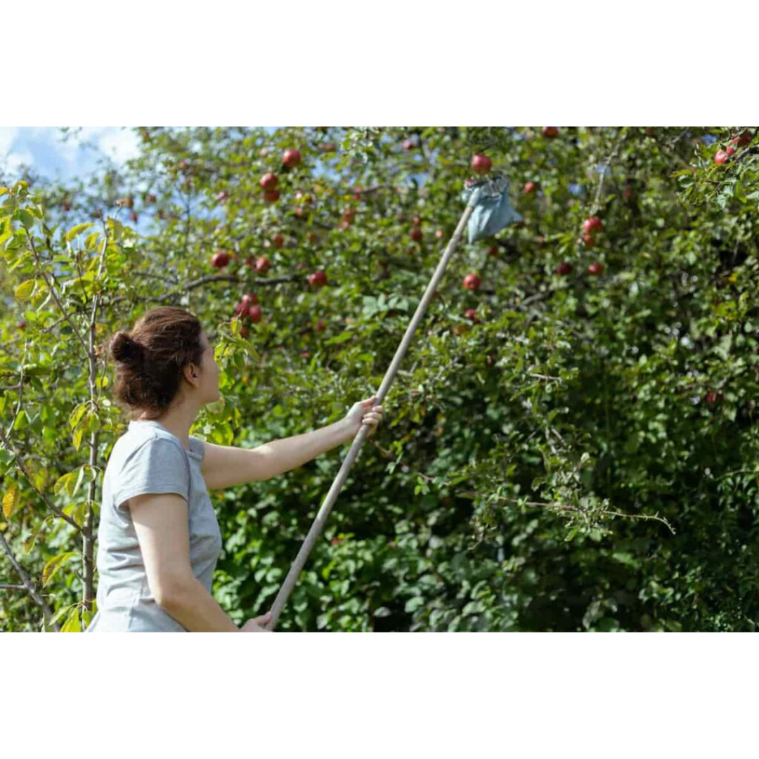 Traditional Curved Iron Tool for Pruning / Weeding / Gardening / Harvesting (Big Size)