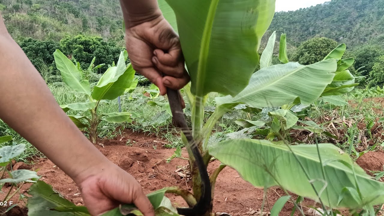 Handmade Banana Knife / Curved Knife / Paring Knife / Peeling Knife / Iron Knife (80 g, 9 in / 24 cm)
