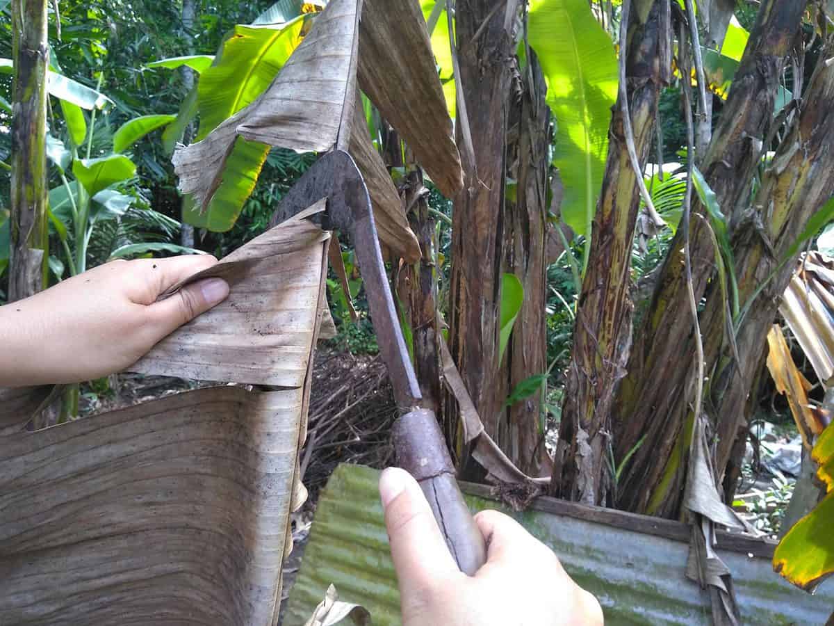 Banana Knife / Curved Knife / Paring Knife / Peeling Knife with Wooden Handle for Home, Kitchen, Gardening and Agriculture Purpose (8 in / 21 cm)