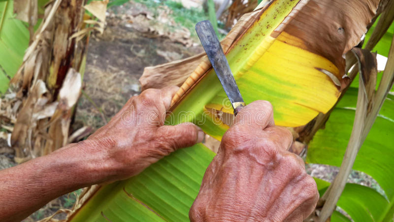 Banana Knife / Curved Knife / Paring Knife / Peeling Knife / Iron Knife with Wooden Handle (8 in / 21 cm)