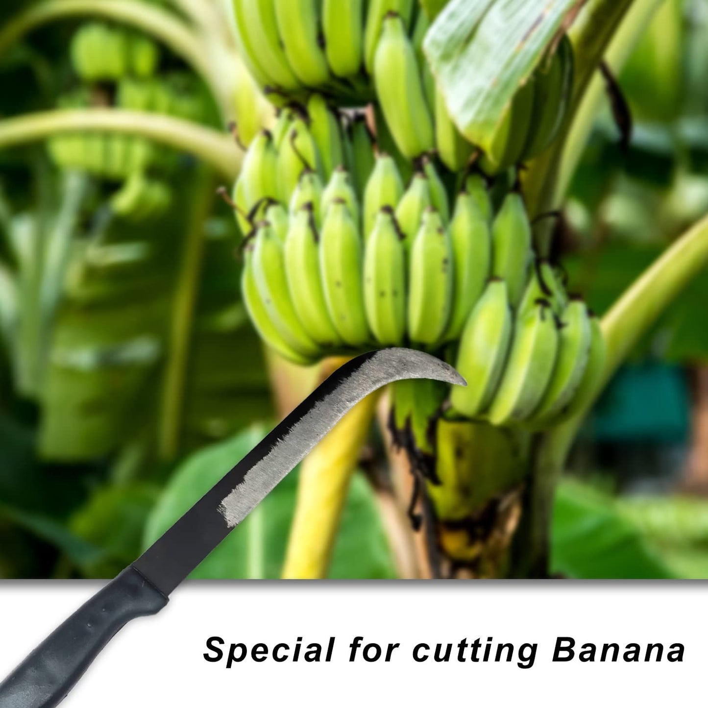 Banana Knife / Curved Knife / Paring Knife / Peeling Knife with Wooden Handle for Home, Kitchen, Gardening and Agriculture Purpose (8 in / 21 cm)