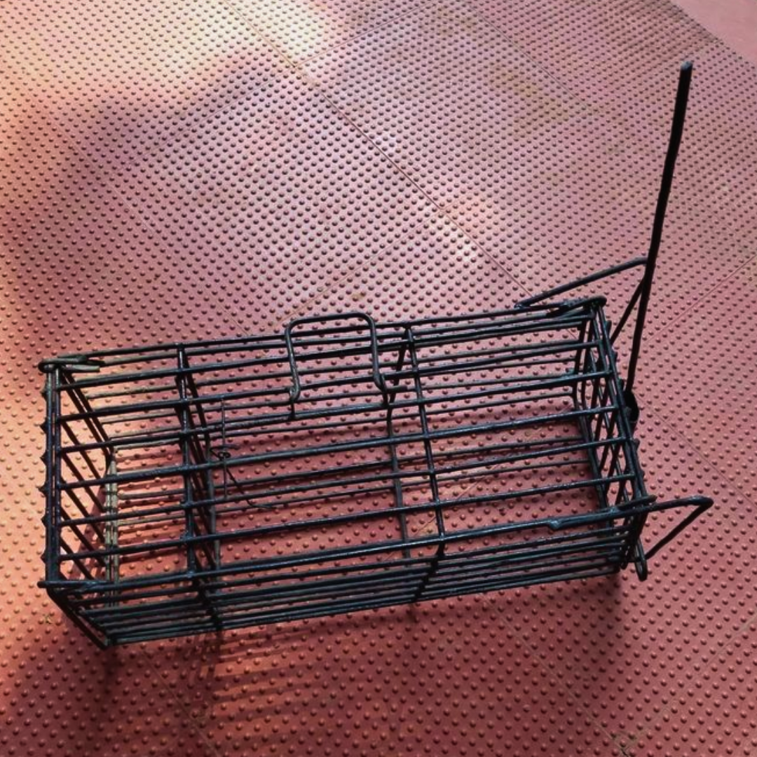 Heavy Model Big Size Cage Trap for Cats, Rabbits, and Squirrels (To Relocate)