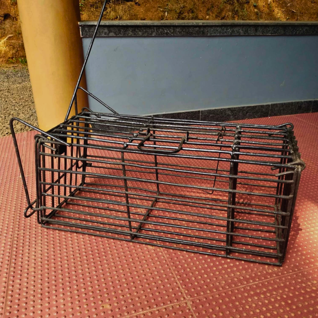 Heavy Model Big Size Cage Trap for Cats, Rabbits, and Squirrels (To Relocate)